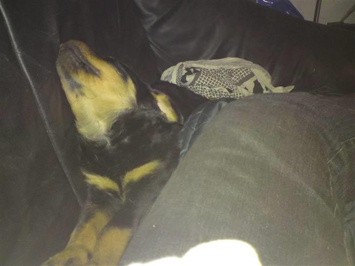 Rottweiler tulle R:I:P - nati nati billede 7