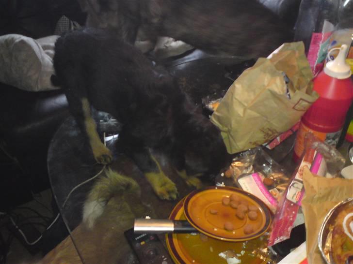 Rottweiler tulle R:I:P - taget på fersgerning billede 8