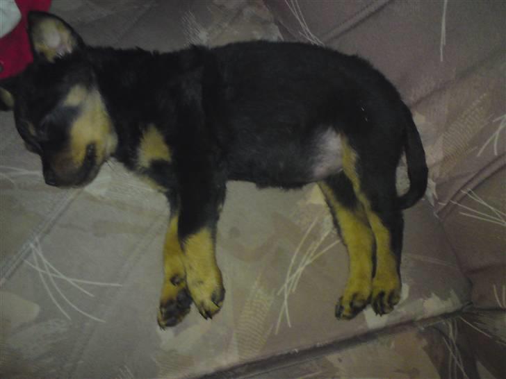 Rottweiler tulle R:I:P - død igen billede 9