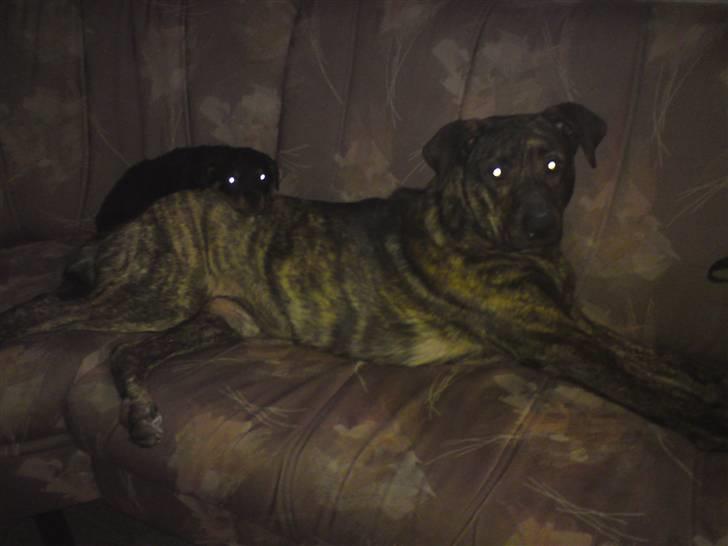 Rottweiler tulle R:I:P - mig og bror mand billede 10