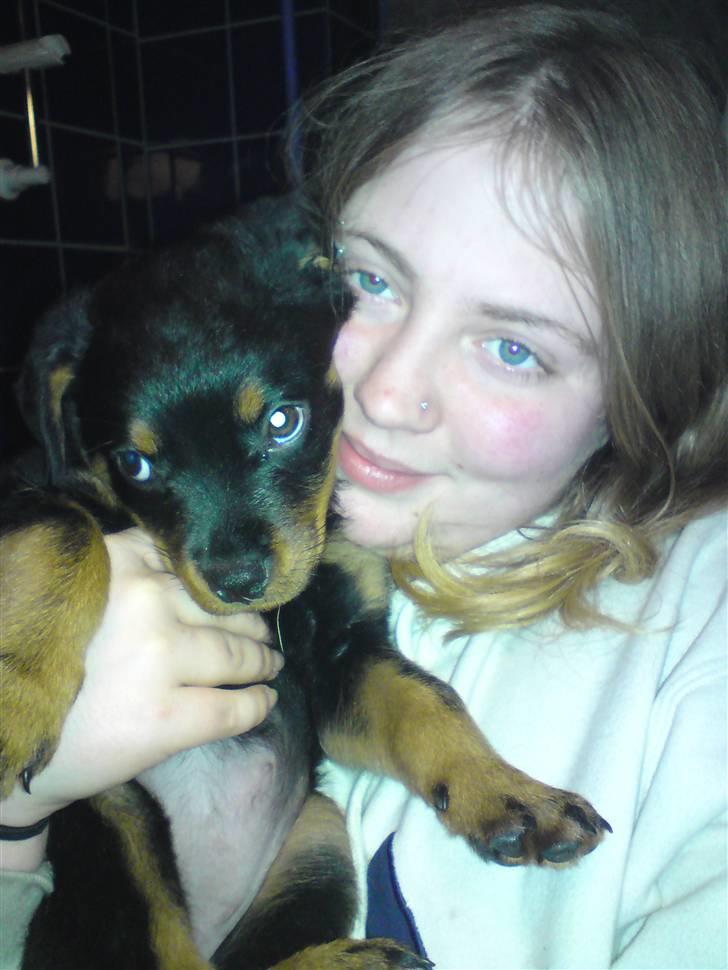 Rottweiler tulle R:I:P - mine hunde øjne virker hver gang kan du måske stå for dem billede 11