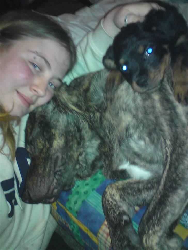 Rottweiler tulle R:I:P - mig mor og min bror man billede 12