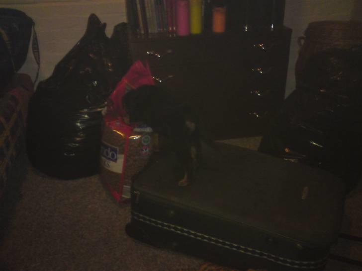 Rottweiler tulle R:I:P - hehehe i ser mig ikke billede 13