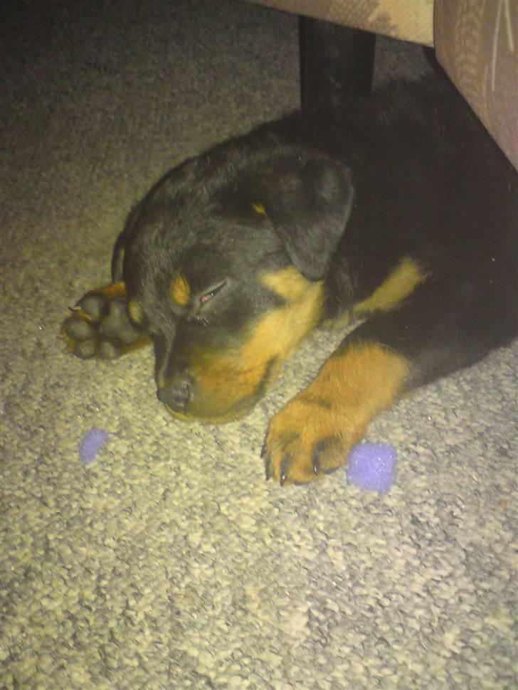 Rottweiler tulle R:I:P - jeg orker bare ikke mere nu plizz lad mig sove billede 14