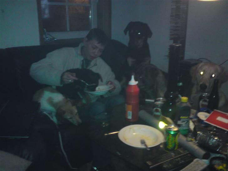 Rottweiler tulle R:I:P - her er alle mine brødre så og min lille fætter splint billede 15