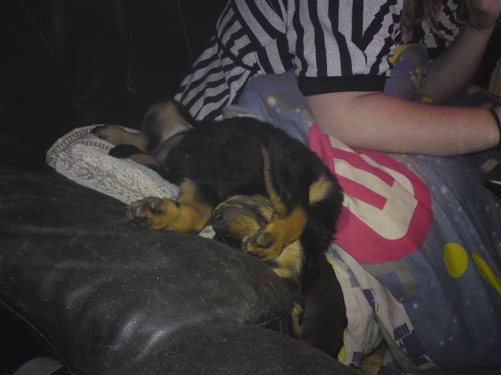 Rottweiler tulle R:I:P - nu kan jeg altså ikke mere billede 16