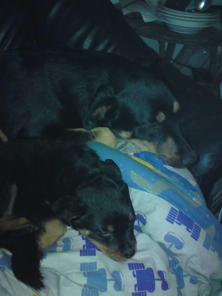 Rottweiler tulle R:I:P - mig og min falske rotte  bror billede 17