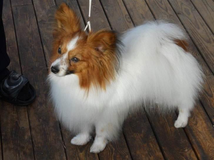 Papillon Dario billede 1