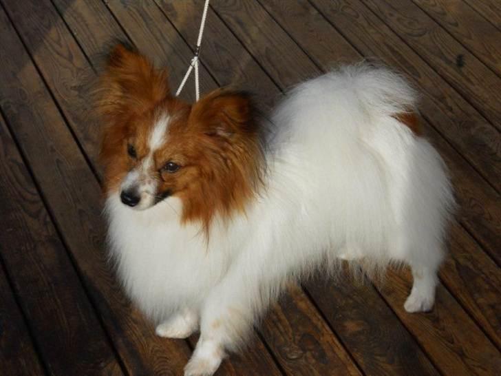 Papillon Dario billede 3