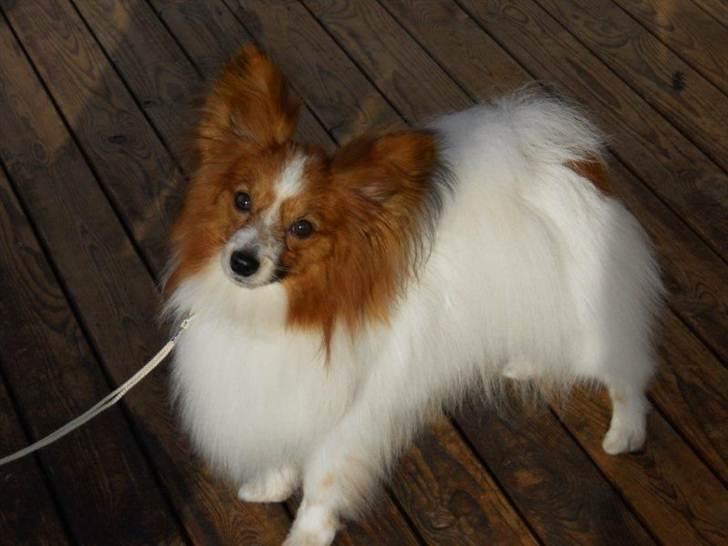 Papillon Dario billede 4