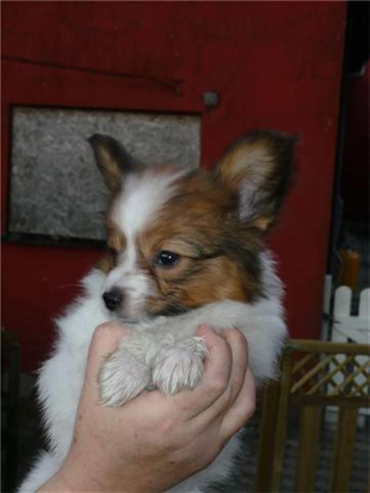 Papillon Dario billede 5