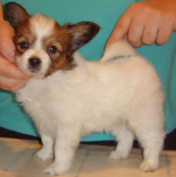 Papillon Dario billede 6