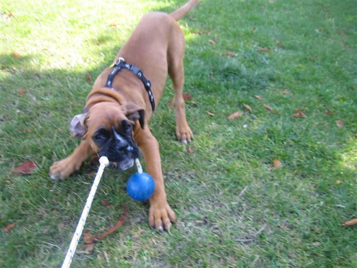 Boxer Rocko - 13/9-09 billede 13