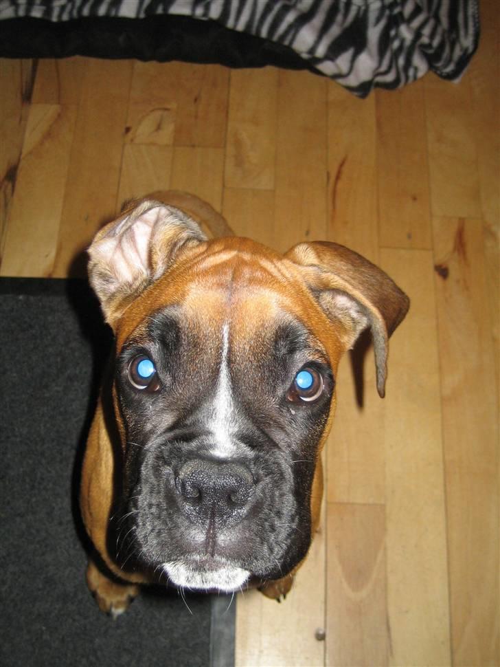 Boxer Rocko - 23/9-09 billede 14