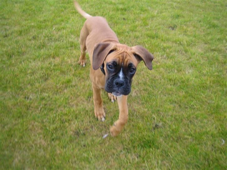 Boxer Rocko - 25/10-09 billede 15