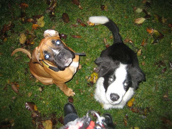 Boxer Rocko - 25/10-09 billede 16