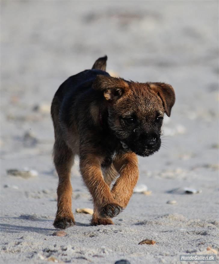Border terrier Thilde - Foto: CNN amatørfotograf billede 12