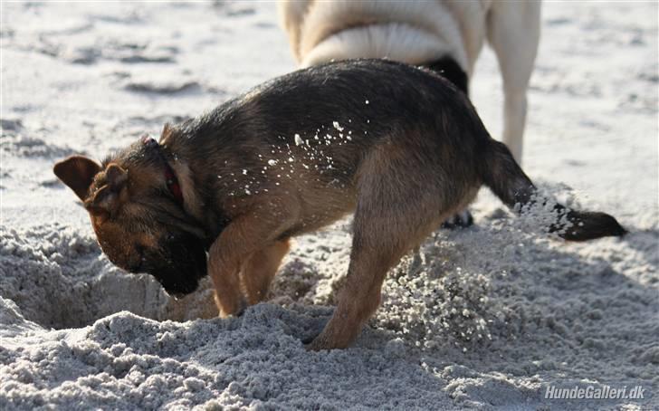 Border terrier Thilde - Foto: CNN amatørfotograf billede 13