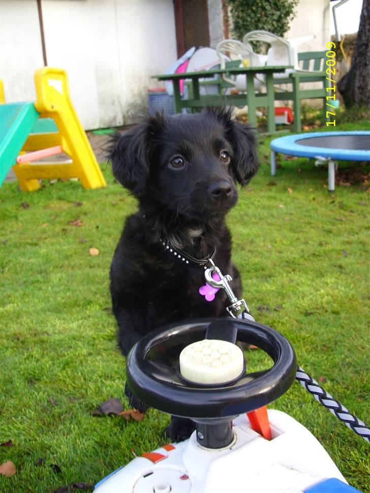 Markiesje Fifi - Er blevet så stor, og er meget glad for at være ude i haven billede 11