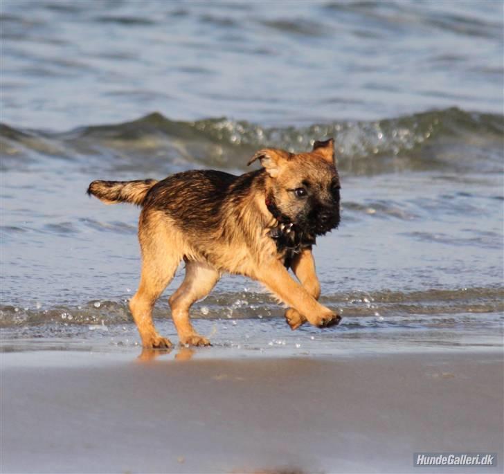 Border terrier Thilde - Foto: CNN amatørfotograf billede 14