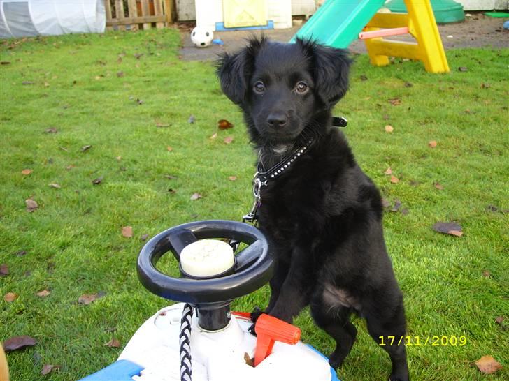 Markiesje Fifi - Er glad for børnenes legetøj :-) billede 14