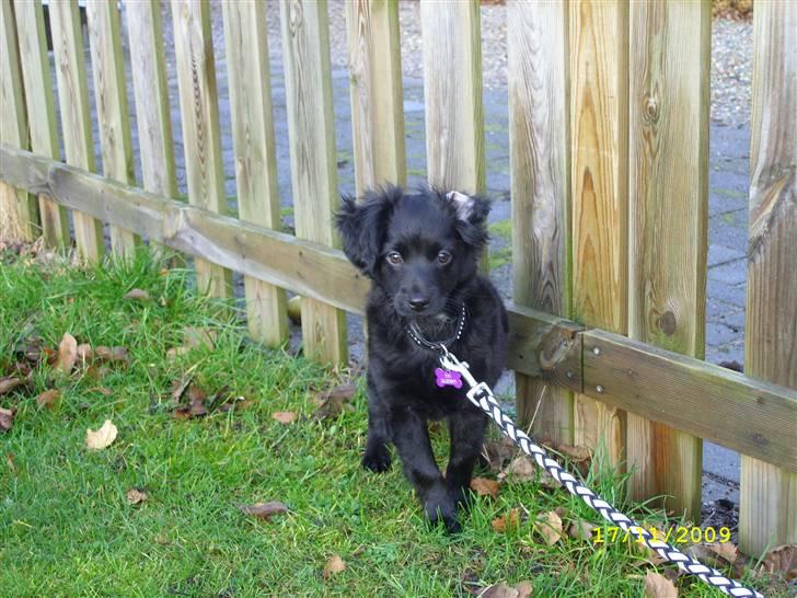 Markiesje Fifi - Lille frøken "flapøre" billede 15