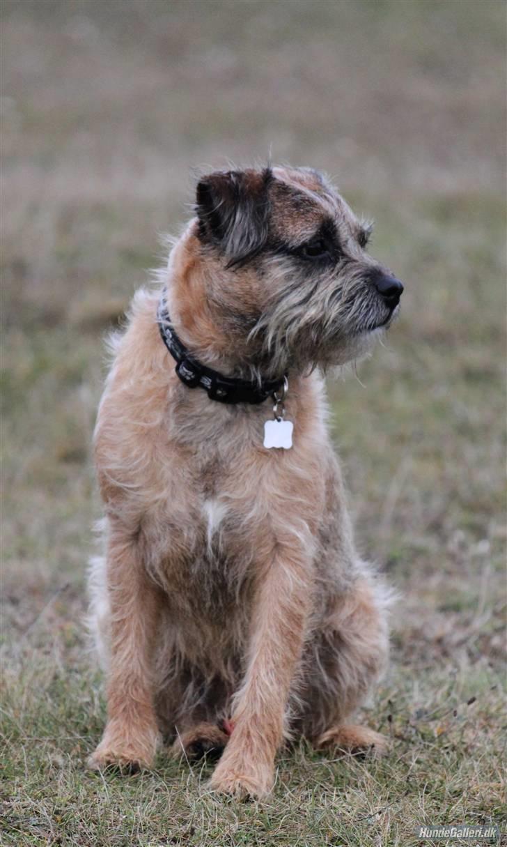 Border terrier Pele - Foto: CNN amatørfotgraf  Vesterlyng 15 november billede 1