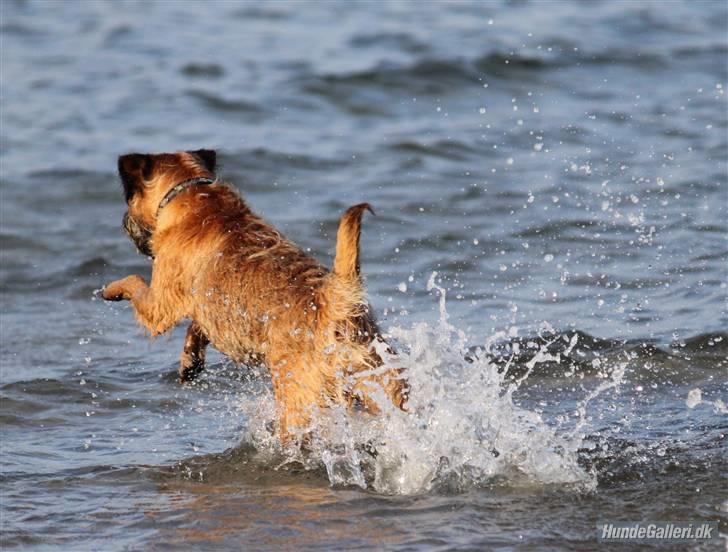 Border terrier Pele - Foto: CNN amatørfotograf billede 2
