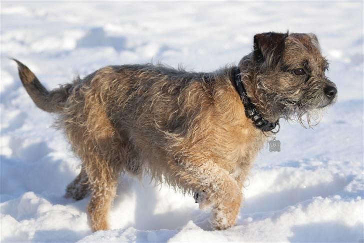 Border terrier Pele billede 3