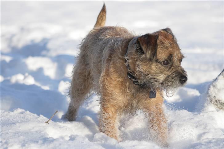 Border terrier Pele billede 4