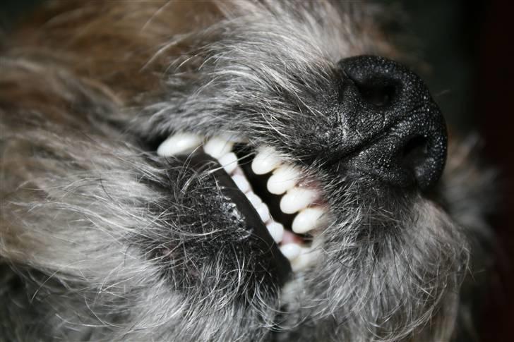 Border terrier Pele billede 5