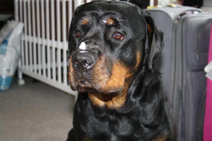 Rottweiler Freja - do i have something on my nose..? billede 10
