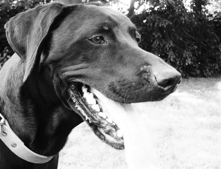 Blanding af racer LOKE VALDEMAR ;) HIMMELHUND ! :'( - HJEMME I HAVEN !  billede 4