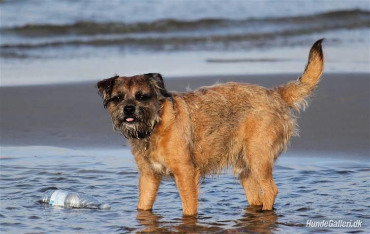 Border terrier Pele - Foto: CNN amatørfotograf billede 6