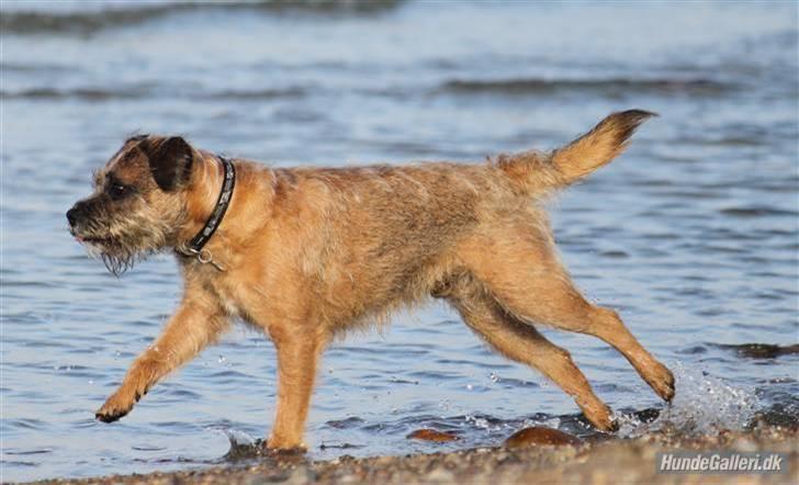 Border terrier Pele - Foto: CNN amatørfotograf billede 7