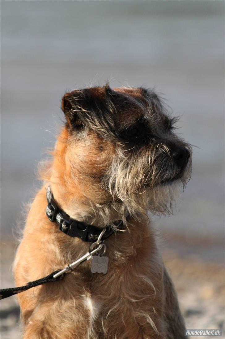 Border terrier Pele - Foto: CNN amatørfotograf billede 8