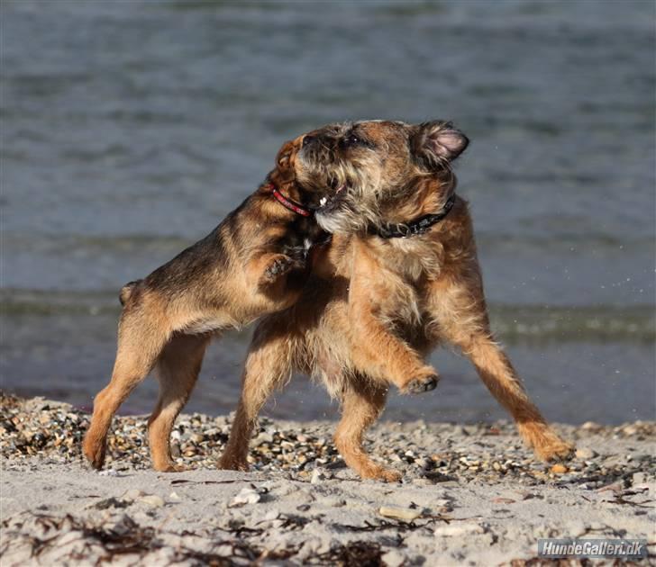 Border terrier Pele - Foto: CNN amatørfotograf billede 9