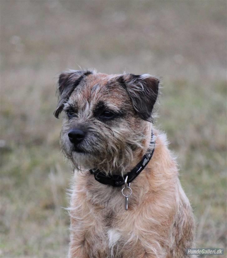 Border terrier Pele - Foto: CNN amatørfotograf billede 10