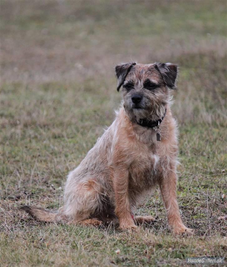 Border terrier Pele - Foto: CNN amatørfotograf billede 11