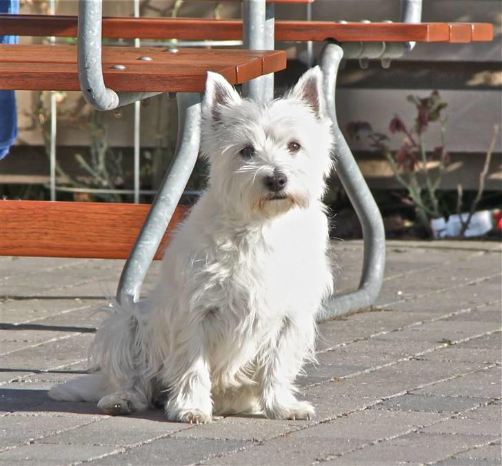 West highland white terrier Coco billede 1