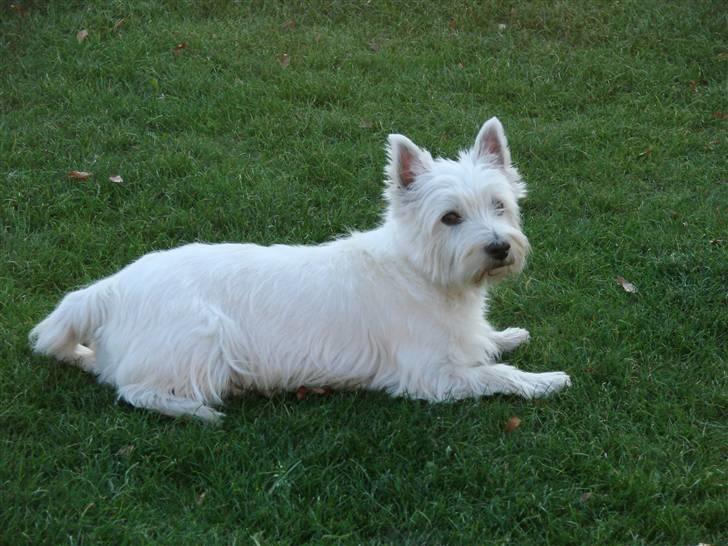 West highland white terrier Coco billede 2