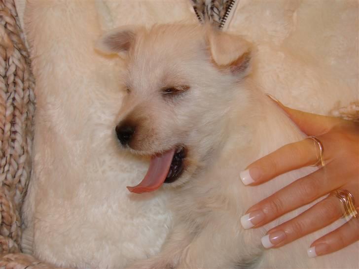 West highland white terrier Coco - Smukke Cocopigen er netop valgt hos kennelen billede 3