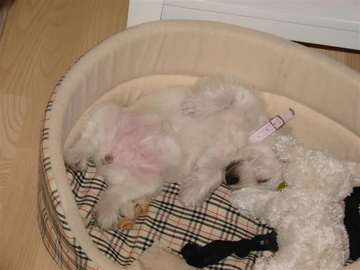 West highland white terrier Coco - Coco tager en lur med bamsen der har samme størrelse billede 4