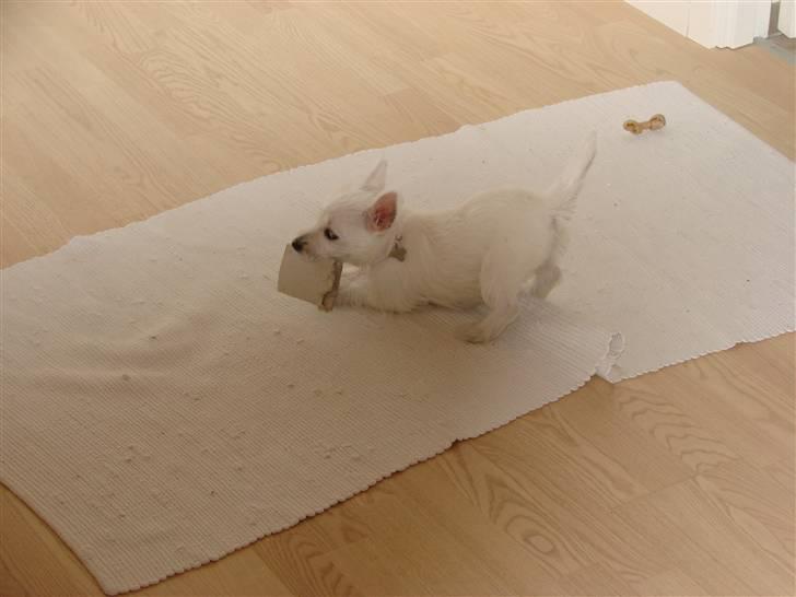 West highland white terrier Coco billede 5