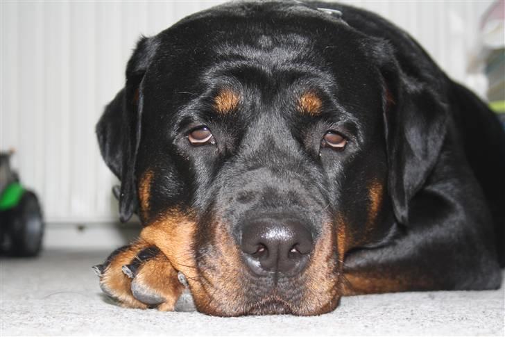 Rottweiler Freja - godnat, og tak for idag. billede 11