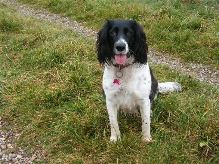 Engelsk springer spaniel emma billede 12