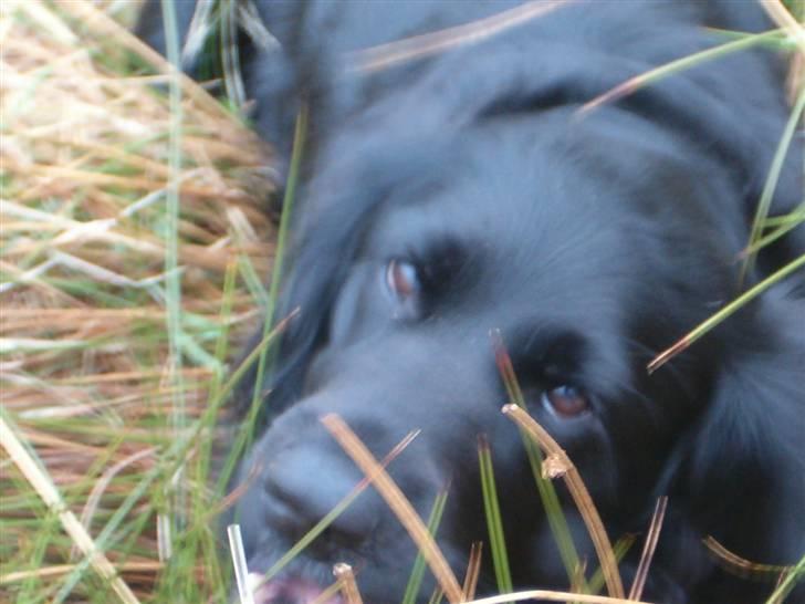 Blanding af racer basse - jeg ved godt at jeg er dejlig billede 11