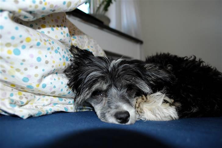 Chinese crested powder puff Mocca billede 15