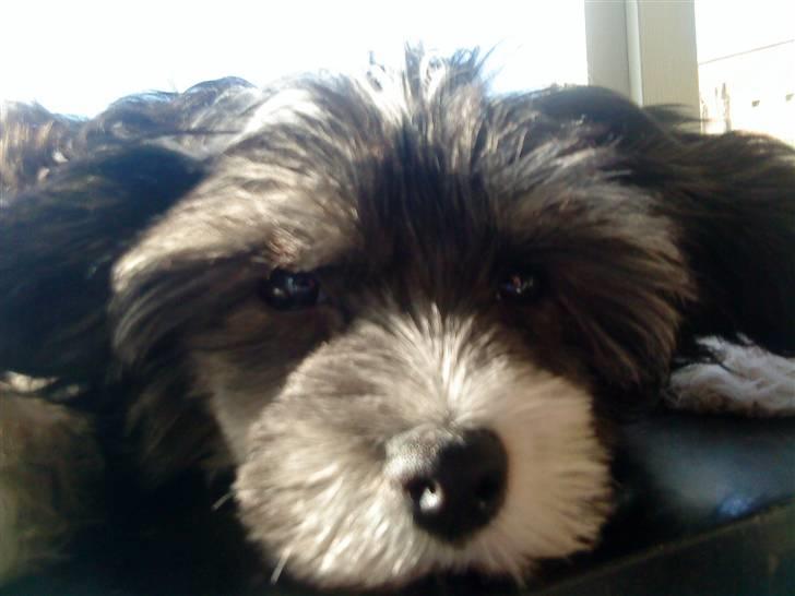 Chinese crested powder puff Mocca billede 16