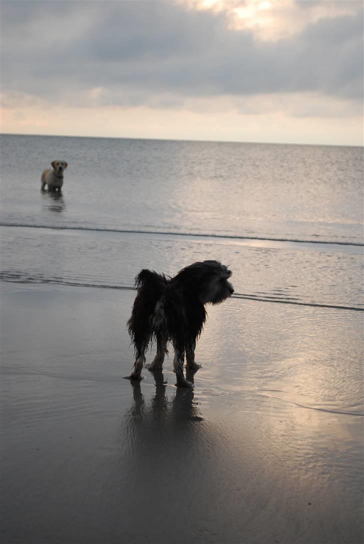 Chinese crested powder puff Mocca billede 17